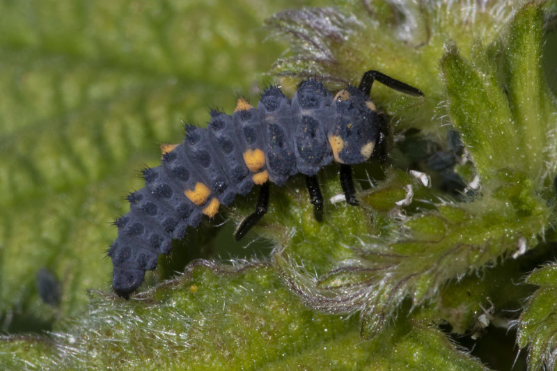 7 spot Ladybird larval stage 26-05-20.jpg