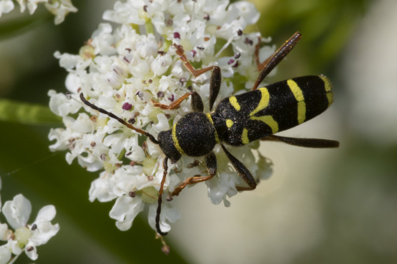 Wasp Beetle - Clytus arietis 26-05-20.jpg