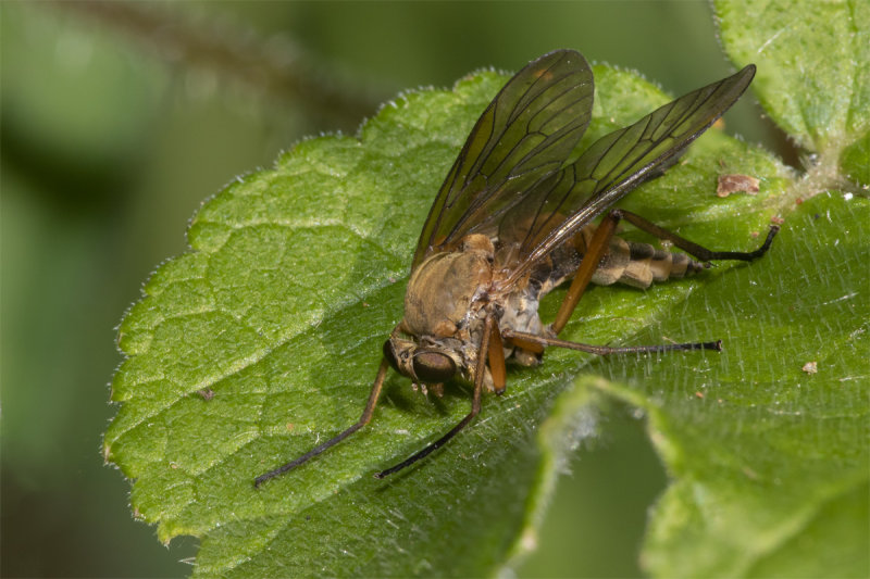 Marsh Snipefly - Rhagio tringarius 25-05-20.jpg