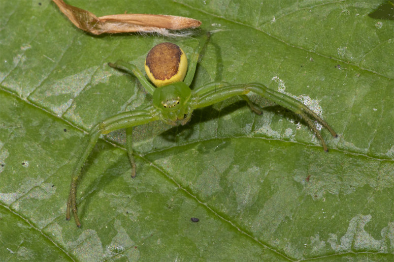 Diaea dorsata f 27-05-20.jpg