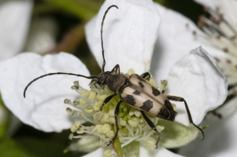Speckled Longhorn beetle - Pachytodes cerambyciformis 27-05-20.jpg