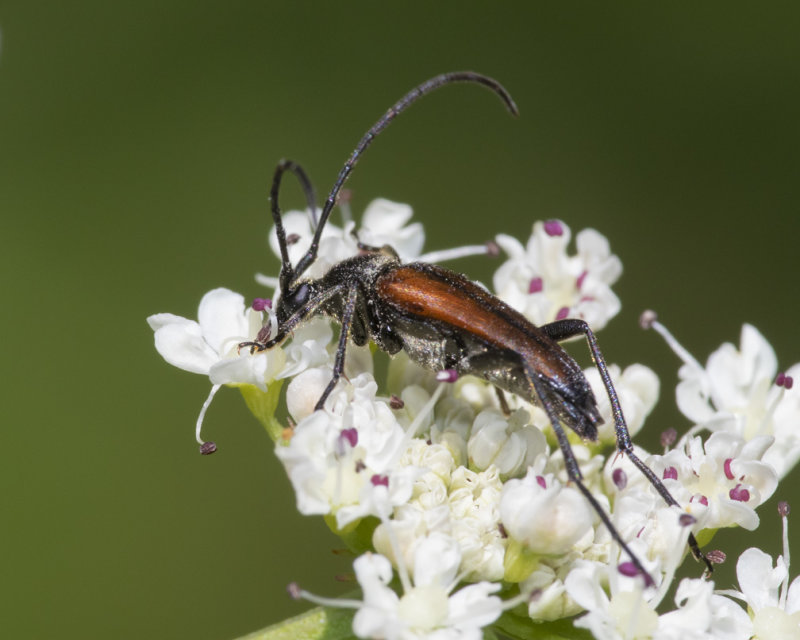 Stenurella melanura 27-05-20.jpg