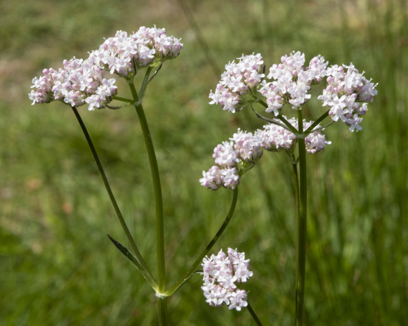 Common Valerian - Valeriana officinalis 27-05-20.jpg