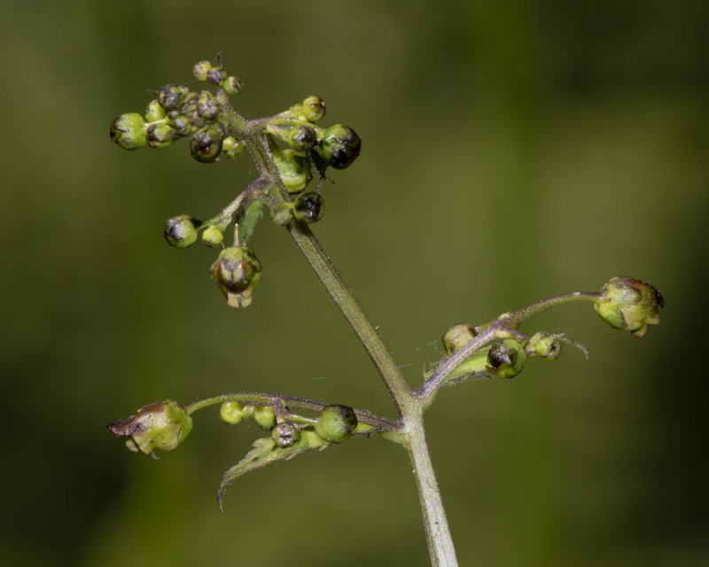 Water Figwort - Scrophularia auriculata 27-05-20.jpg