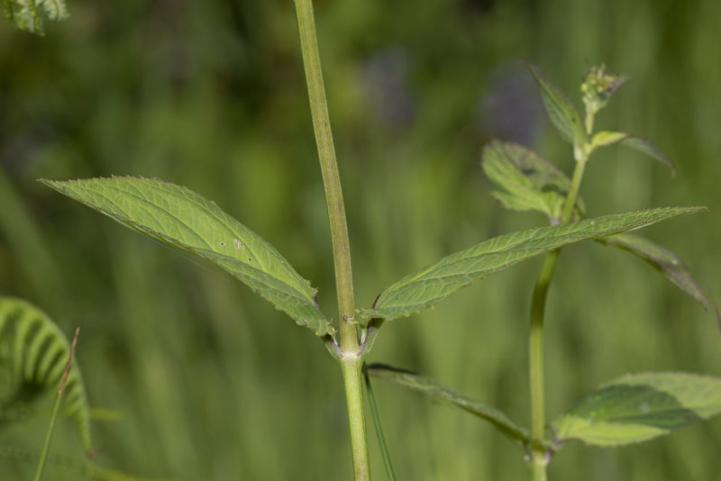 Water Figwort - Scrophularia auriculata 27-05-20 leaves.jpg