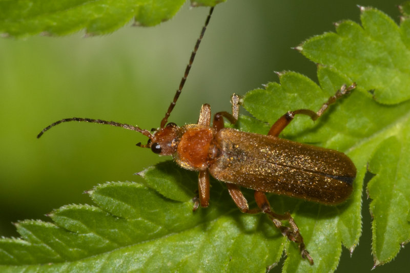 Cantharis pallida 26-05-20.jpg