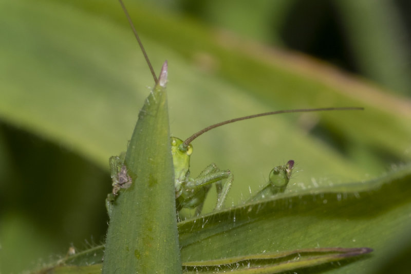 Week 24 - They are keeping an eye on me #2.jpg