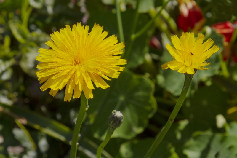 Catsear - Hypochaeris radicata 30-05-20.jpg