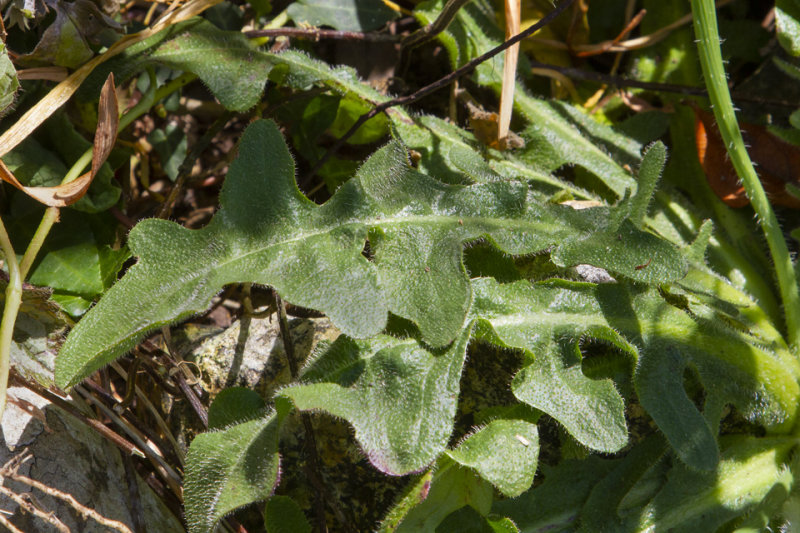 Catsear - Hypochaeris radicata leaf 30-05-20.jpg