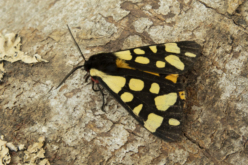 Moth - Cream-spot Tiger - Arctica villica britanica 30-05-20.jpg
