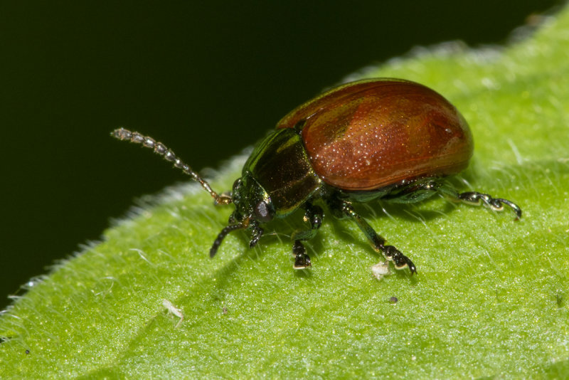 Chrysolina polita 27-05-20.jpg