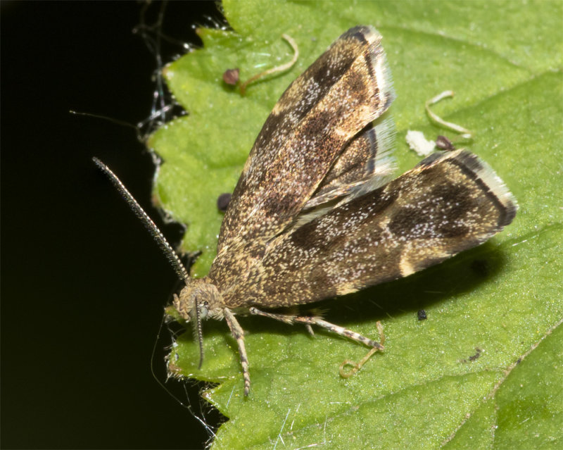 Moth - Nettle-tap - Anthophila fabriciana 01-06-20.jpg
