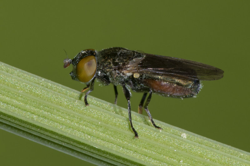 Riponnensia splendens f 01-06-20.jpg