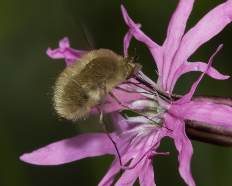 Western Bee Fly - Bombylius canescens 02-06-20 side.jpg