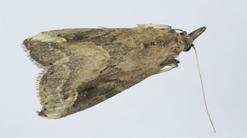 Pinion-streaked Snout Moth 02-06-20.jpg