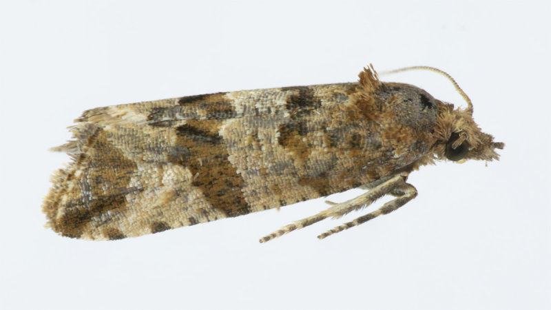 Micro Moth -  Lobesia littoralis 02-06-20.jpg