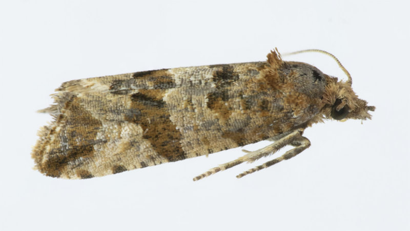 Micro Moth - Lobesia littoralis 02-06-20.jpg