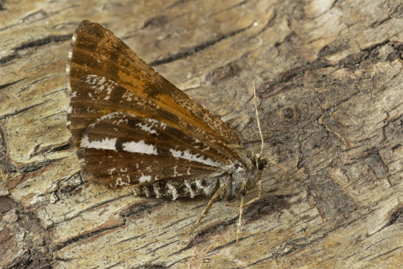 Moth - Bordered White - Bupalus piniaria 02-06-20.jpg