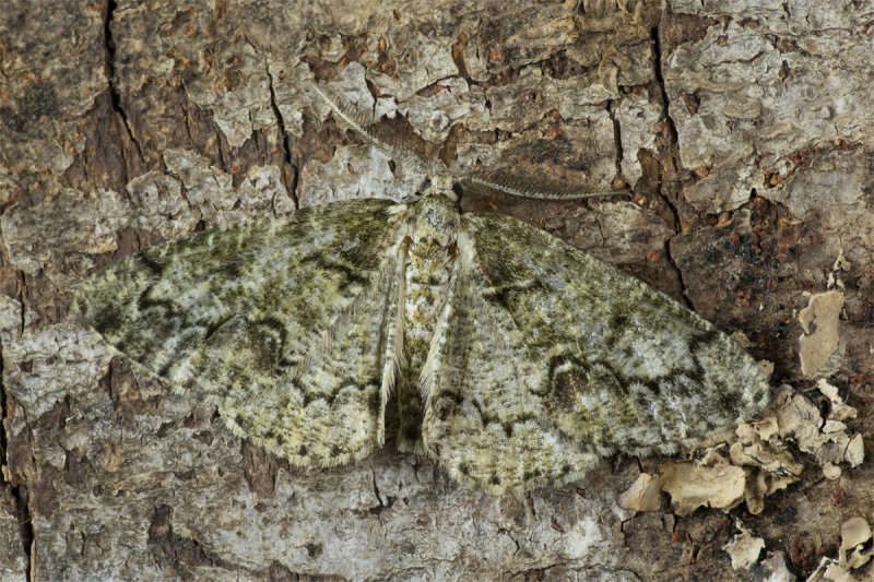 Moth - Brussels Lace - Cleorodes lichenaria 02-06-20.jpg
