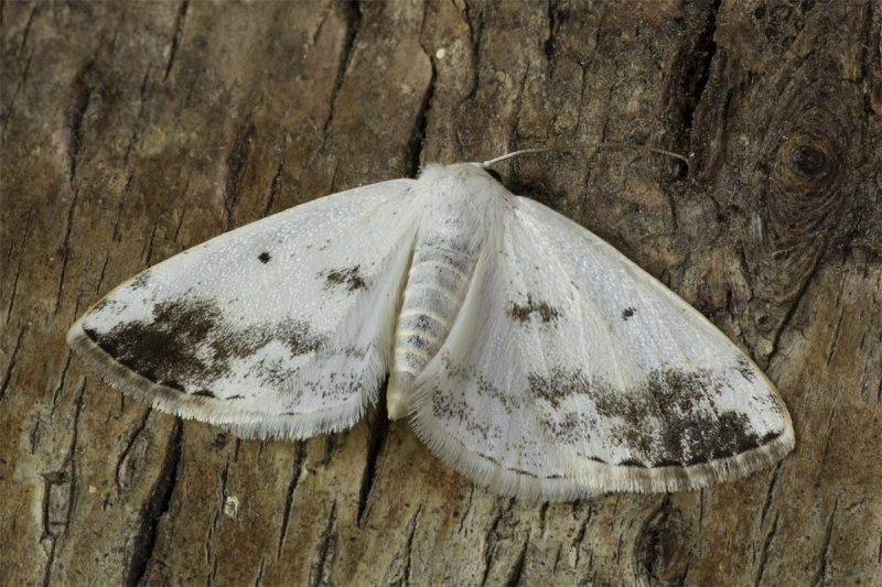 Moth - Clouded Silver - Lomographa temerata 02-06-20.jpg