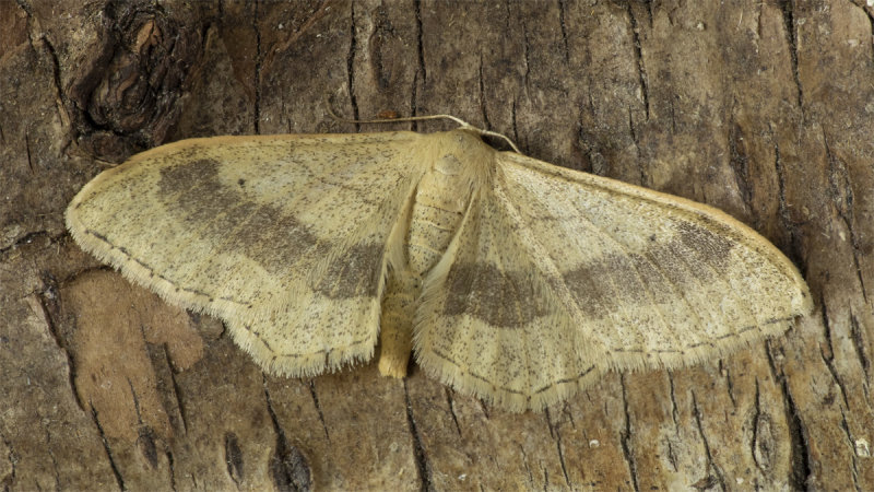 Moth - Riband Wave - Idaea aversata 02-06-20.jpg
