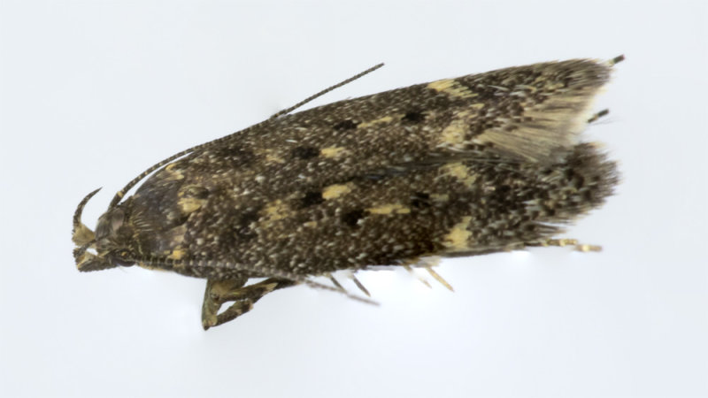 Moth - Bryotropha  affinis 02-06-20.jpg