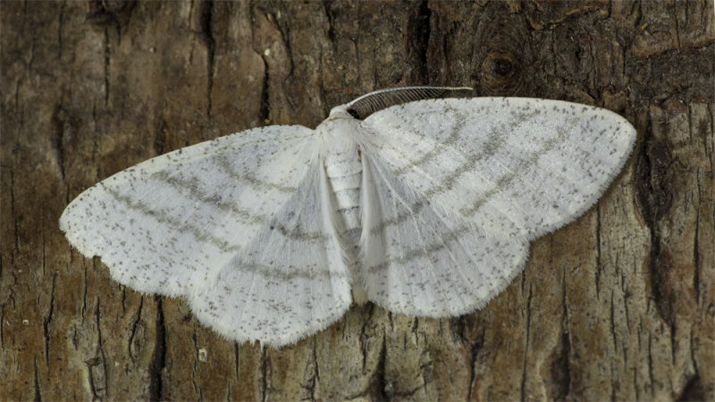 Moth - Common White Wave - Cabena pusaria 02-06-20.jpg