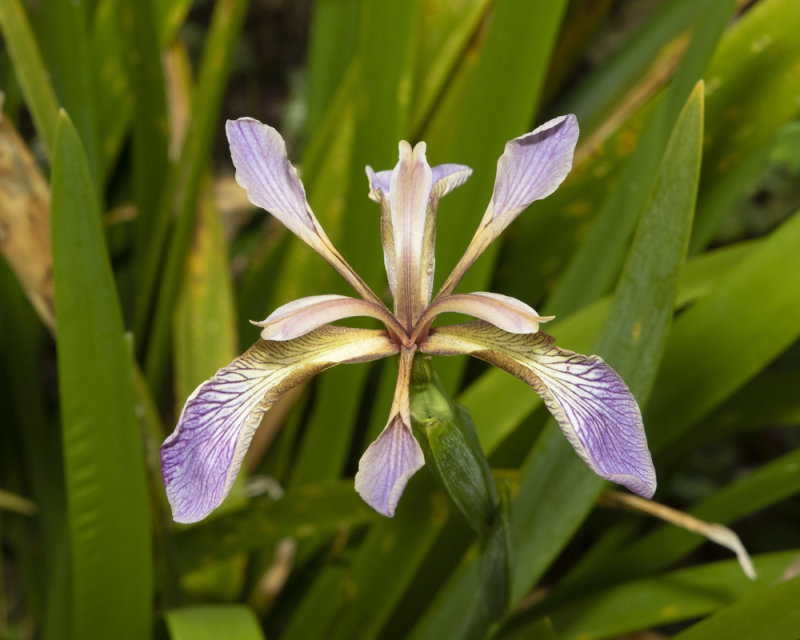 Stinking Iris - Iris foetidissima 05-06-20.jpg
