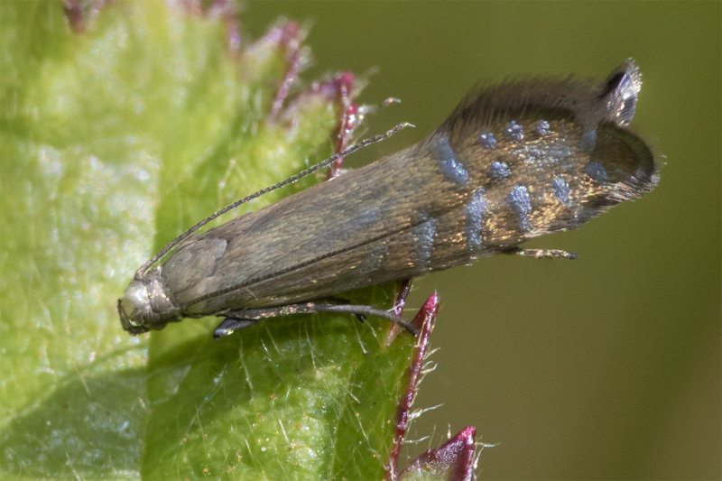 Moth - Glyphipterix thrasonella 02-06-20.jpg