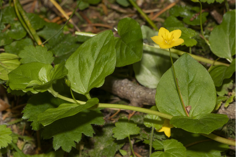 Creeping Jenny - Lysimachia nummularia 21-05-20.jpg