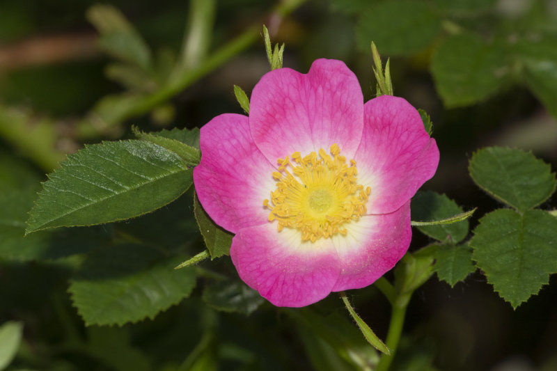 Sweetbriar - Rosa rubiginosa 01-06-20.jpg