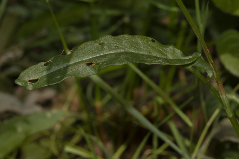 Common Orache - Atriplex patula - leaves  02-06-20.jpg