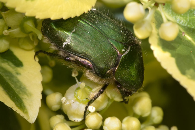 Rose Chafer - Cetonia aurata 08-06-20.jpg