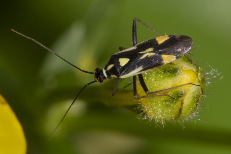 Grypocoris stysi 09-06-20 #1450.jpg