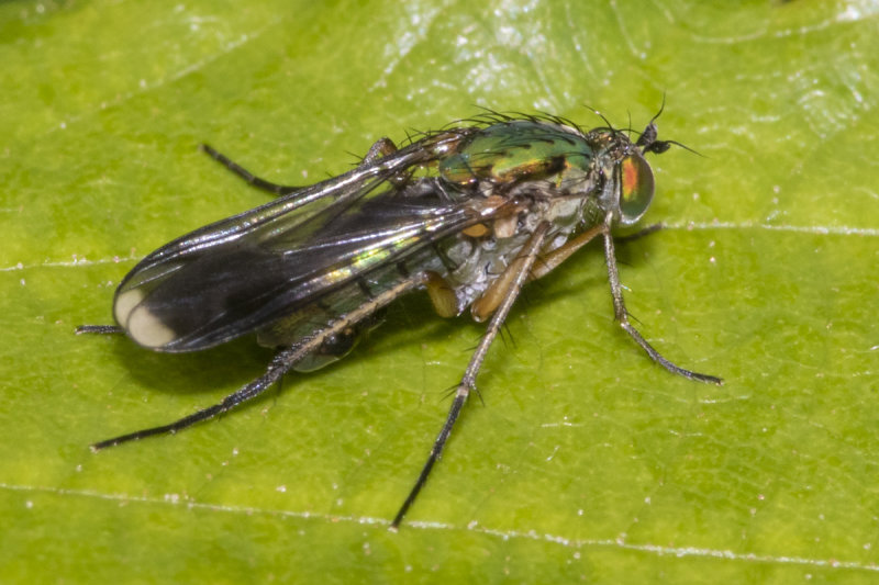 Poecilobothrus nobilitatus m 09-06-20.jpg