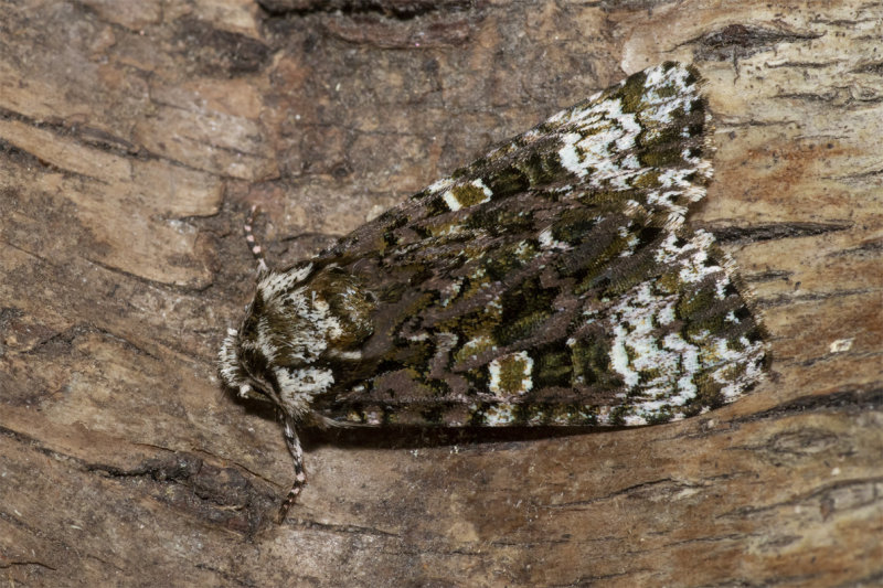Moth - Coronet - Craniophora ligustri 08-06-20.jpg