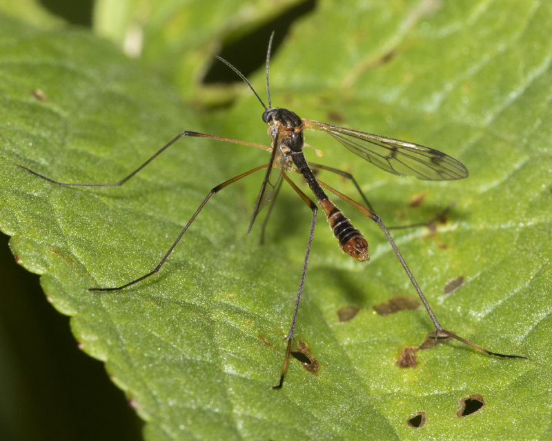 Cranefly - Ptychoptera albimana m 09-06-20.jpg