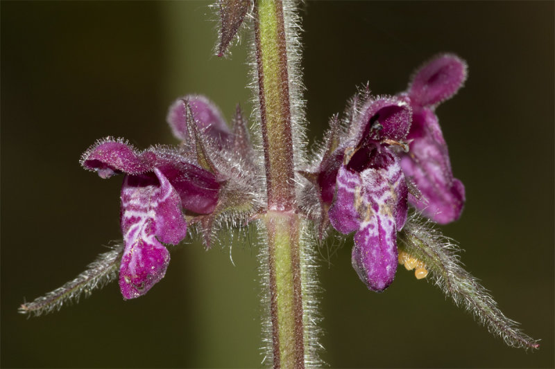 Hedge Woundwort - Stachys sylvatica - close up 09-06-20.jpg