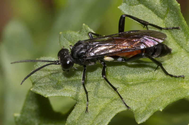 Sawfly - Macrophya blanda 09-06-20 side.jpg