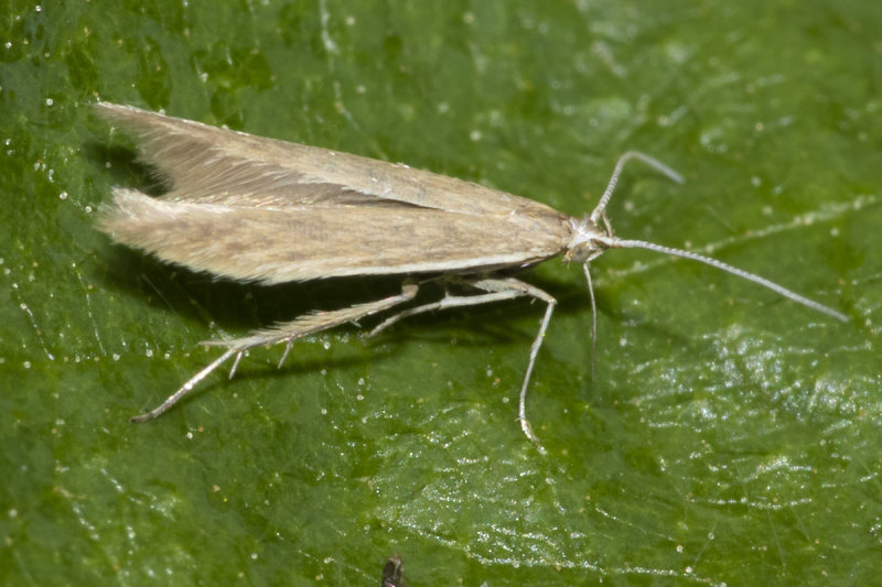 Moth - Coleophora sp 09-06-20.jpg