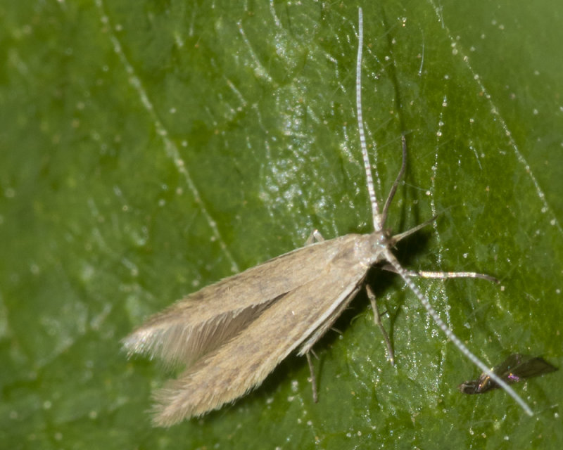 Moth - Coleophora sp 09-06-20 #2.jpg