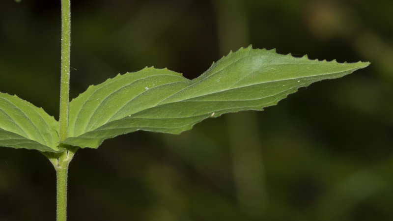 Broad-leaved Willowherb - Epilobium montanum leaf 09-06-20.jpg