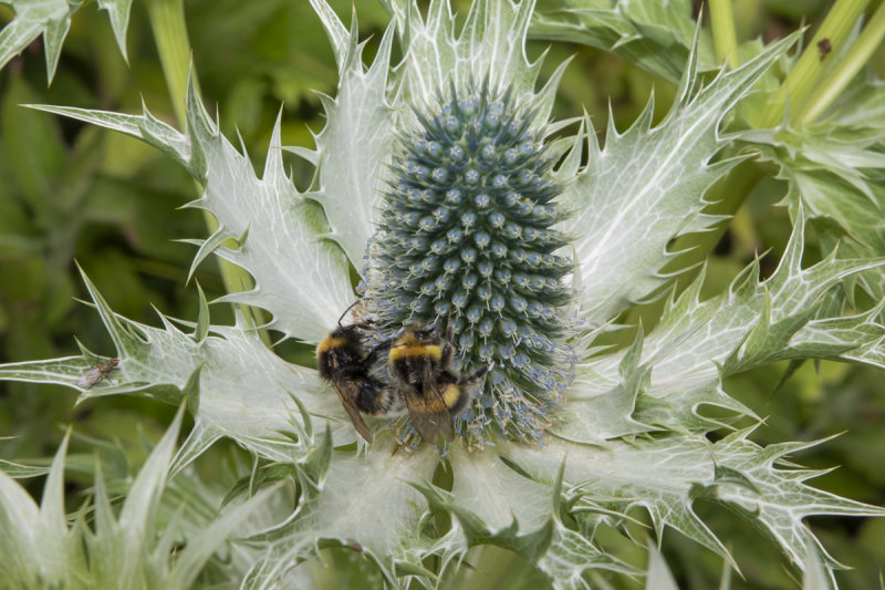 Bombus terrestris on Sea Holly 14-06-20 #2.jpg