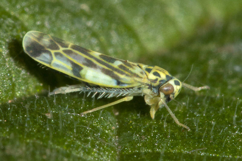 Leafhopper - Eupteryx urticae 15-06-20.jpg