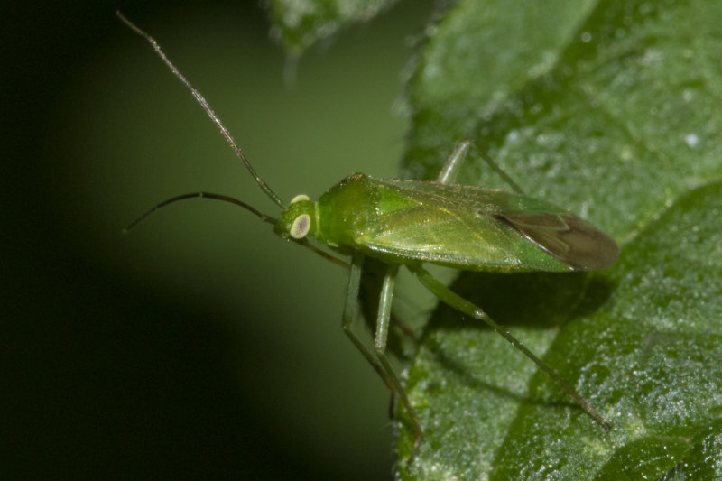 Mirid Bug - Orthotylus marginalis 15-06-20.jpg