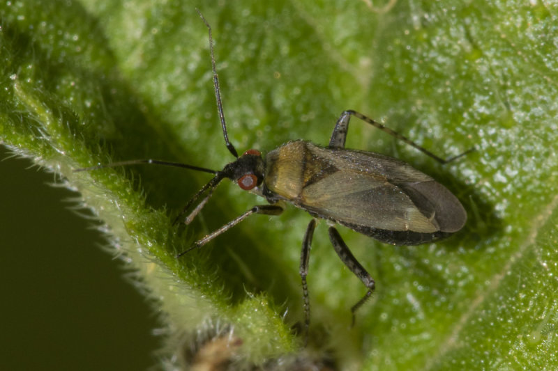 Mirid Bug - Plagiognathus arbustorum 15-06-20.jpg