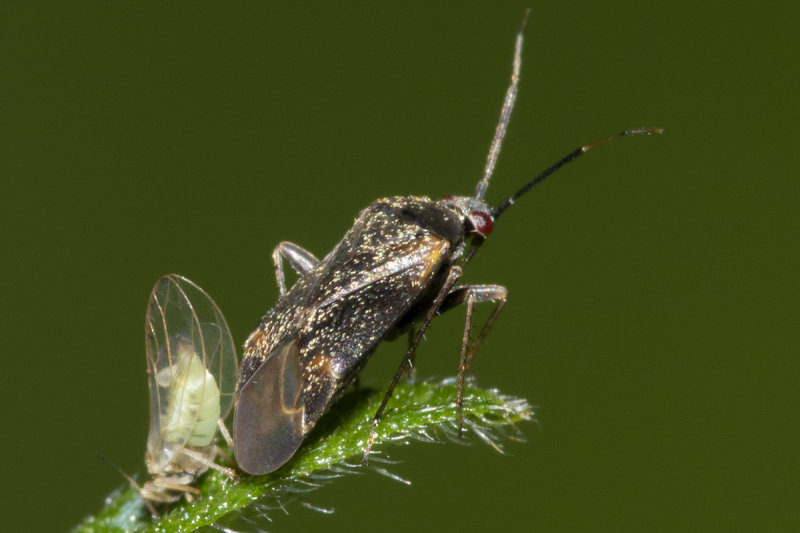 Psallus ambiguus prob 15-06-20.jpg