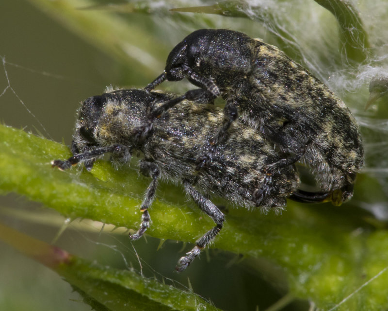 Weevil - Rhinocyllus conicus prob 15-06-20.jpg