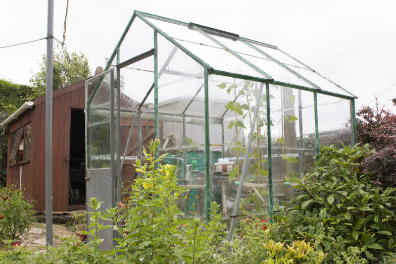 My Greenhouse 19-06-20.jpg