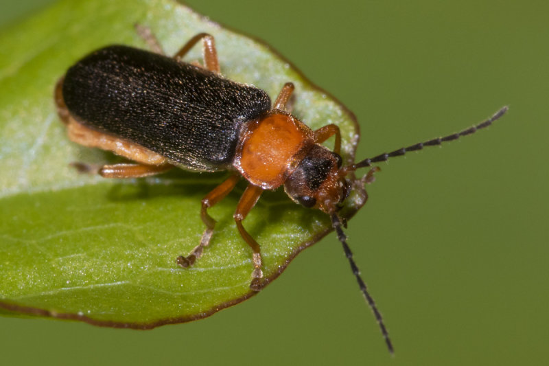 Cantharis thoracia - now nigra 15-06-20 #2.jpg